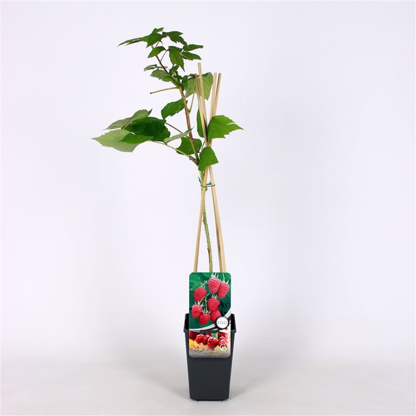 Rubus idaeus 'Héritage' - C2 70/+ CM